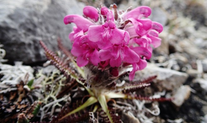 A woolly lousewort in bloom. Tiny hairs cover the stem.